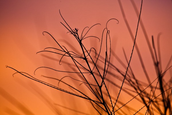 Sun setting behind desert foliage