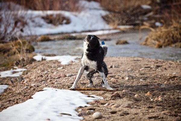 Izzy wags off excess water while fetching a stick