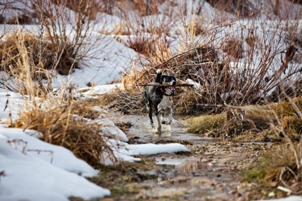 Izzy trots with a stick through Plumb Creek