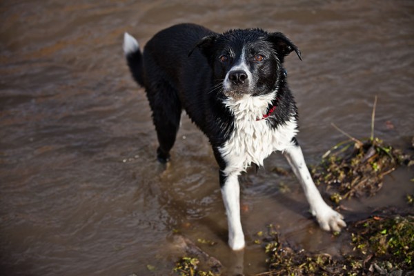 My dog Izzy awaits the toss of the ever present stick.