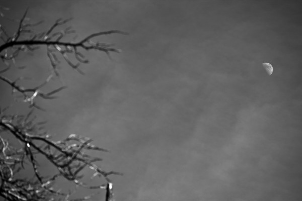 Charred remains of a pine tree sprawl towards a waxing moon