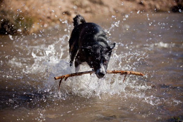 Splashing into the water, Izzy gets her stick