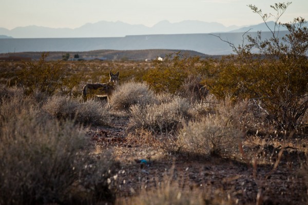 Coyote outside of Scenic, Utah