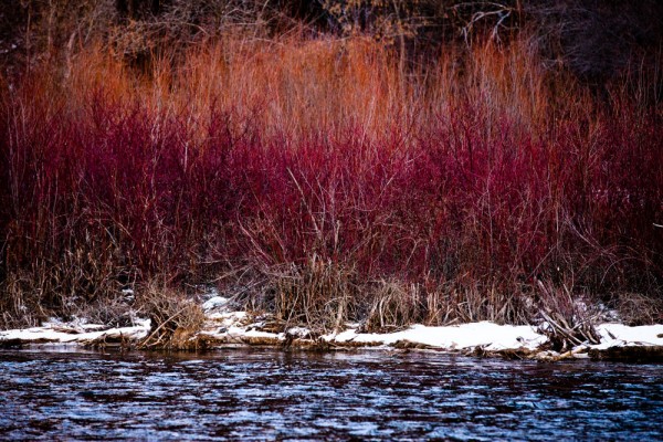 Reeds and River in Provo Canyon, Utah