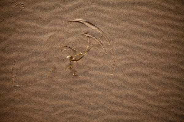Swirling Wind, Sand and Desert Vegetation