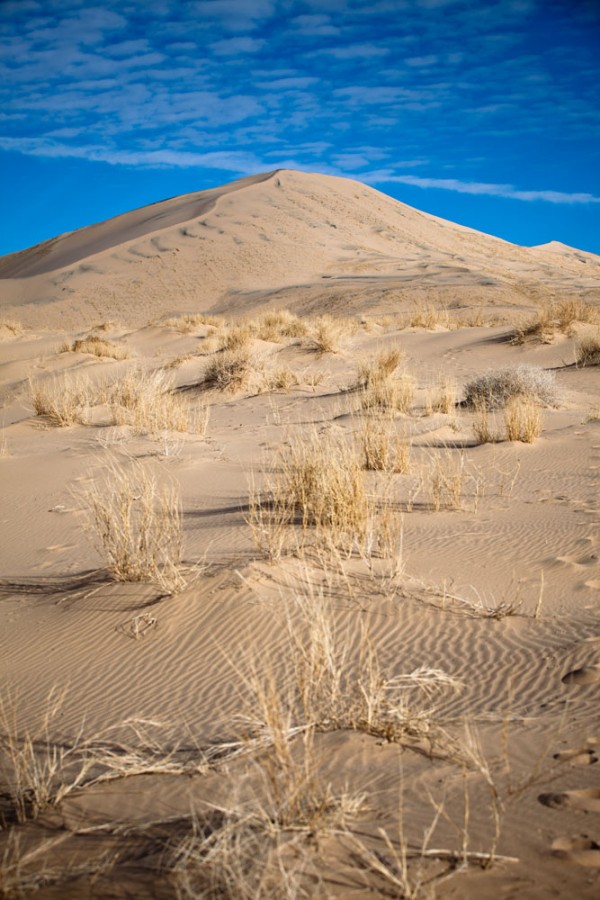 Dunes and Grass at Kelso Dunes